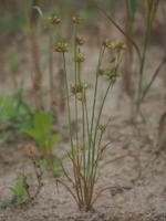 Juncus_capitatus_Kopf-Binse[1]